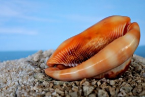 海滩漂亮贝壳特写图片